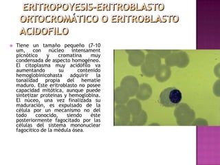    Tiene un tamaño pequeño (7-10
    um, con núcleo intensament
    picnótico    y     cromatina   muy
    condensada de aspecto homogéneo.
    El citoplasma muy acidófilo va
    aumentando         su     contenido
    hemoglobínicohasta adquirir       la
    tonalidad propia del hematíe
    maduro. Este eritroblasto no posee
    capacidad mitótica, aunque puede
    sintetizar proteinas y hemoglobina.
    El núceo, una vez finalizada su
    maduración, es expulsado de la
    célula por un mecanismo no del
    todo     conocido,    siendo   éste
    posteriormente fagocitado por las
    células del sistema mononuclear
    fagocítico de la médula ósea.
 