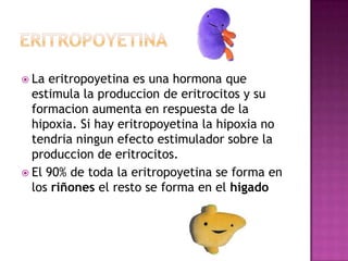  La eritropoyetina es una hormona que
  estimula la produccion de eritrocitos y su
  formacion aumenta en respuesta de la
  hipoxia. Si hay eritropoyetina la hipoxia no
  tendria ningun efecto estimulador sobre la
  produccion de eritrocitos.
 El 90% de toda la eritropoyetina se forma en
  los riñones el resto se forma en el higado
 