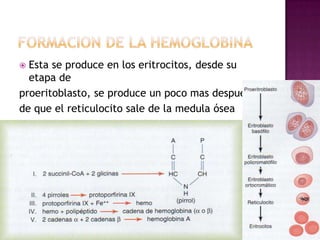  Esta se produce en los eritrocitos, desde su
  etapa de
proeritoblasto, se produce un poco mas después
de que el reticulocito sale de la medula ósea
 