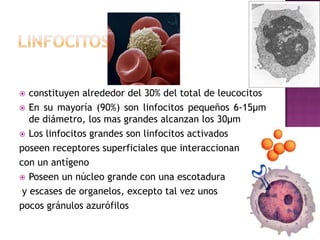   constituyen alrededor del 30% del total de leucocitos
 En su mayoría (90%) son linfocitos pequeños 6-15µm
   de diámetro, los mas grandes alcanzan los 30µm
 Los linfocitos grandes son linfocitos activados

poseen receptores superficiales que interaccionan
con un antígeno
 Poseen un núcleo grande con una escotadura

 y escases de organelos, excepto tal vez unos
pocos gránulos azurófilos
 