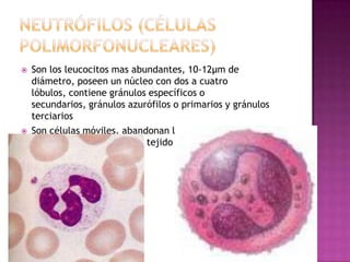    Son los leucocitos mas abundantes, 10-12µm de
    diámetro, poseen un núcleo con dos a cuatro
    lóbulos, contiene gránulos específicos o
    secundarios, gránulos azurófilos o primarios y gránulos
    terciarios
   Son células móviles, abandonan la circulación y migran
    hacia su sitio de acción el tejido conjuntivo
 