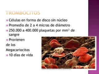  Células en forma de disco sin núcleo
 Promedio de 2 a 4 micras de diámetro
 250.000 a 400.000 plaquetas por mm³ de
  sangre
 Provienen
de los
Megacariocitos
 10 días de vida
 