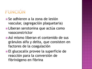  Se adhieren a la zona de lesión
  vascular, (agregación plaquetaria)
 Liberan serotonina que actúa como
  vasoconstrictor
 Así mismo liberan el contenido de sus
  gránulos alfa y delta, que consisten en
  factores de la coagulación
 El glucocalix provee la superficie de
  reacción para la conversión de
  fibrinógeno en fibrina
 