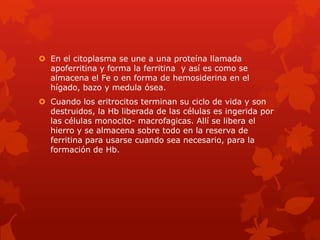  En el citoplasma se une a una proteína llamada
  apoferritina y forma la ferritina y así es como se
  almacena el Fe o en forma de hemosiderina en el
  hígado, bazo y medula ósea.
 Cuando los eritrocitos terminan su ciclo de vida y son
  destruidos, la Hb liberada de las células es ingerida por
  las células monocito- macrofagicas. Allí se libera el
  hierro y se almacena sobre todo en la reserva de
  ferritina para usarse cuando sea necesario, para la
  formación de Hb.
 