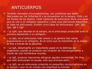 ANTICUERPOS
 También llamados inmunoglobulinas, son proteínas que están
  fabricadas por los linfocitos B y se encuentran en la sangre, linfa y en
  los fluidos de los tejidos. Cada molécula de anticuerpo tiene una parte
  que se une a un antígeno específico y otra cuya estructura determina
  la clase de anticuerpo. Existen cinco tipos de anticuerpos: IgM, IgG,
  IgA, IgE e IgD.
 - La IgM, que abunda en la sangre, es el anticuerpo producido ante la
  primera exposición a un antígeno.
 - La IgG, es el anticuerpo más común y se genera tras varias
  exposiciones a un antígeno. Es el único que se transmite de la madre
  al feto a través de la placenta.
 - La IgA, desempeña un importante papel en la defensa del
  organismo cuando se produce una invasión de microorganismos a
  través de una membrana mucosa.
 - La IgE, produce reacciones alérgicas agudas inmediatas. Se dice
  que este anticuerpo no ayuda, sino que provoca daño.
 - La IgD, es un anticuerpo presente en pequeñas concentraciones en
  la sangre y aun no se conoce con exactitud su función.
 