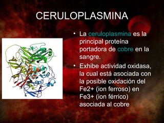 CERULOPLASMINA
     • La ceruloplasmina es la
       principal proteína
       portadora de cobre en la
       sangre.
     • Exhibe actividad oxidasa,
       la cual está asociada con
       la posible oxidación del
       Fe2+ (ion ferroso) en
       Fe3+ (ion férrico)
       asociada al cobre
 
