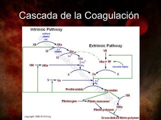 Cascada de la Coagulación
 