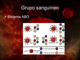 Grupo sanguíneo
• Sistema ABO
 