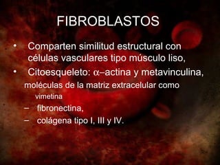FIBROBLASTOS
•    Comparten similitud estructural con
     células vasculares tipo músculo liso,
•    Citoesqueleto: α−actina y metavinculina,
    moléculas de la matriz extracelular como
       vimetina
    – fibronectina,
    – colágena tipo I, III y IV.
 