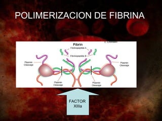 POLIMERIZACION DE FIBRINA




          FACTOR
            XIIIa
 