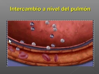 Intercambio a nivel del pulmón
 