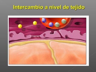 Intercambio a nivel de tejido
 