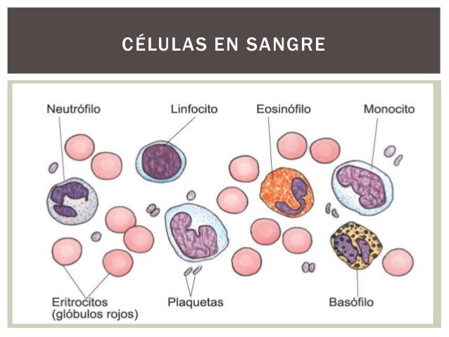 Tejido Sanguíneo y Hematopoyético. Histología.