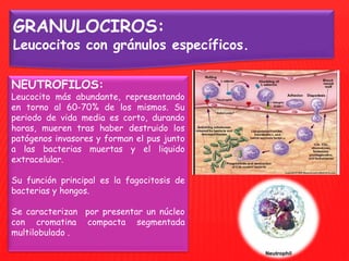EL CITOPLASMA DE 
ESTAS CELULAS 
CONTIENE 3 TIPOS DE 
GRANULOS: 
Gránulos citoplasmáticos: 
• Primarios: de tinción azuróf...