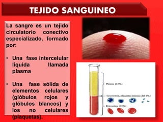 TEJIDO SANGUINEO 
La sangre es un tejido 
circulatorio conectivo 
especializado, formado 
por: 
• Una fase intercelular 
l...