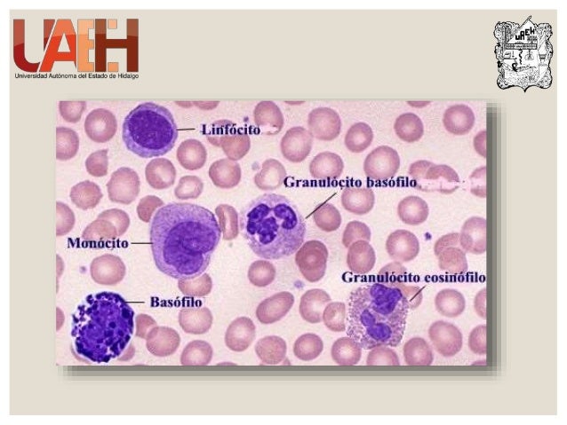 Sangre y sus componentes Histología y Fisiologia