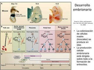 Stuart H. Orkin, and Leonard I.
Zon: Cell 132, 631–644, February
22, 2008
• La colonización
de células
madre
(troncales) se
produce en
olas
• La producción
celular
embrionaria
está dirigida
sobre todo a la
formación de
eritrocitos.
Desarrollo
embrionario
 