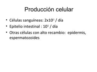 • Células sanguíneas: 2x1011
/ día
• Epitelio intestinal : 1011
/ día
• Otras células con alto recambio: epidermis,
espermatozoides
Producción celular
 