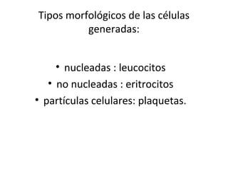 Tipos morfológicos de las células
generadas:
• nucleadas : leucocitos
• no nucleadas : eritrocitos
• partículas celulares: plaquetas.
 