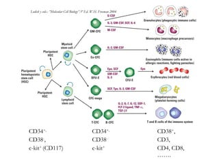 CD34+,
CD38-
,
c-kit+
(CD117)
CD34+,
CD38-
c-kit+
CD38+
,
CD3,
CD4, CD8,
…….
Lodish y cols.: ”Molecular Cell Biology”.5º Ed. W.H. Freeman 2004
 
