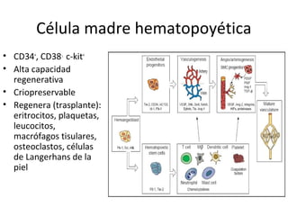 Célula madre hematopoyética
• CD34+
, CD38-,
c-kit+
• Alta capacidad
regenerativa
• Criopreservable
• Regenera (trasplante):
eritrocitos, plaquetas,
leucocitos,
macrófagos tisulares,
osteoclastos, células
de Langerhans de la
piel
 