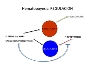 Hematopoyesis: REGULACIÓN
ERITROCITOS
LEUCOCITOS
F. ESTIMULADORES
Citoquinas hematopoyéticas
F. APOPTÓTICOS
ENVEJECIMIENTO
 