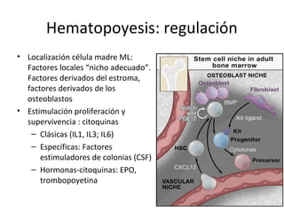 Hematopoyesis: regulación
• Localización célula madre ML:
Factores locales “nicho adecuado”.
Factores derivados del estroma,
factores derivados de los
osteoblastos
• Estimulación proliferación y
supervivencia : citoquinas
– Clásicas (IL1, IL3; IL6)
– Específicas: Factores
estimuladores de colonias (CSF)
– Hormonas-citoquinas: EPO,
trombopoyetina
 
