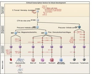 C.Troncal Hematop. duradera
CTH de vida corta
Precusror mieloide común Precursor linfoide común
Prec. Megacariocitos/eritro, Prec. Granulocitos/macrófagos
 