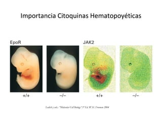 Lodish y cols.: ”Molecular Cell Biology”.5º Ed. W.H. Freeman 2004
Importancia Citoquinas Hematopoyéticas
 