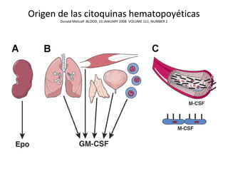Origen de las citoquinas hematopoyéticas
Donald Metcalf :BLOOD, 15 JANUARY 2008 VOLUME 111, NUMBER 2
 