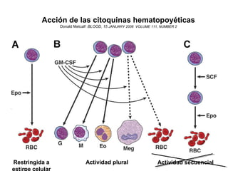 Tipos de regulación por citoquinas hematopoyéticas
Restringida a
estirpe celular
Actividad plural Actividad secuencial
Acción de las citoquinas hematopoyéticas
Donald Metcalf :BLOOD, 15 JANUARY 2008 VOLUME 111, NUMBER 2
 