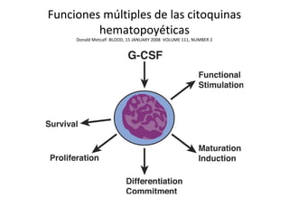 Funciones múltiples de las citoquinas
hematopoyéticas
Donald Metcalf :BLOOD, 15 JANUARY 2008 VOLUME 111, NUMBER 2
 