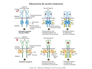 Mecanismo de acción citoquinas
Lodish y cols.: ”Molecular Cell Biology”.5º Ed. W.H. Freeman 2004
 