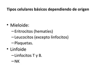 Tipos celulares básicos dependiendo de origen
• Mieloide:
–Eritrocitos (hematíes)
–Leucocitos (excepto linfocitos)
–Plaquetas.
• Linfoide
–Linfocitos T y B.
–NK
 