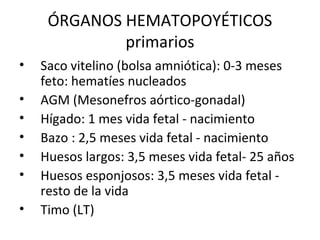 ÓRGANOS HEMATOPOYÉTICOS
primarios
• Saco vitelino (bolsa amniótica): 0-3 meses
feto: hematíes nucleados
• AGM (Mesonefros aórtico-gonadal)
• Hígado: 1 mes vida fetal - nacimiento
• Bazo : 2,5 meses vida fetal - nacimiento
• Huesos largos: 3,5 meses vida fetal- 25 años
• Huesos esponjosos: 3,5 meses vida fetal -
resto de la vida
• Timo (LT)
 