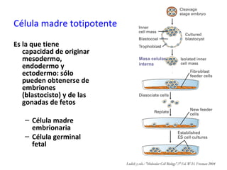Célula madre totipotente
Es la que tiene
capacidad de originar
mesodermo,
endodermo y
ectodermo: sólo
pueden obtenerse de
embriones
(blastocisto) y de las
gonadas de fetos
– Célula madre
embrionaria
– Célula germinal
fetal
Lodish y cols.: ”Molecular Cell Biology”.5º Ed. W.H. Freeman 2004
Masa celular
interna
 