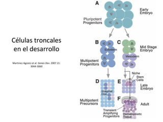 Células troncales
en el desarrollo
Martinez-Agosto et al. Genes Dev. 2007 21:
3044-3060
 