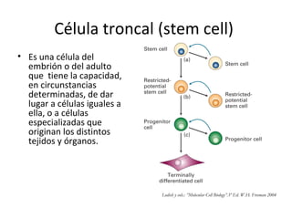 Célula troncal (stem cell)
• Es una célula del
embrión o del adulto
que tiene la capacidad,
en circunstancias
determinadas, de dar
lugar a células iguales a
ella, o a células
especializadas que
originan los distintos
tejidos y órganos.
Lodish y cols.: ”Molecular Cell Biology”.5º Ed. W.H. Freeman 2004
 