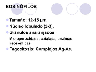 EOSINÓFILOS
Tamaño: 12-15 μm.
Núcleo lobulado (2-3).
Gránulos anaranjados:
Mieloperoxidasa, catalasa, enzimas
lisosómic...