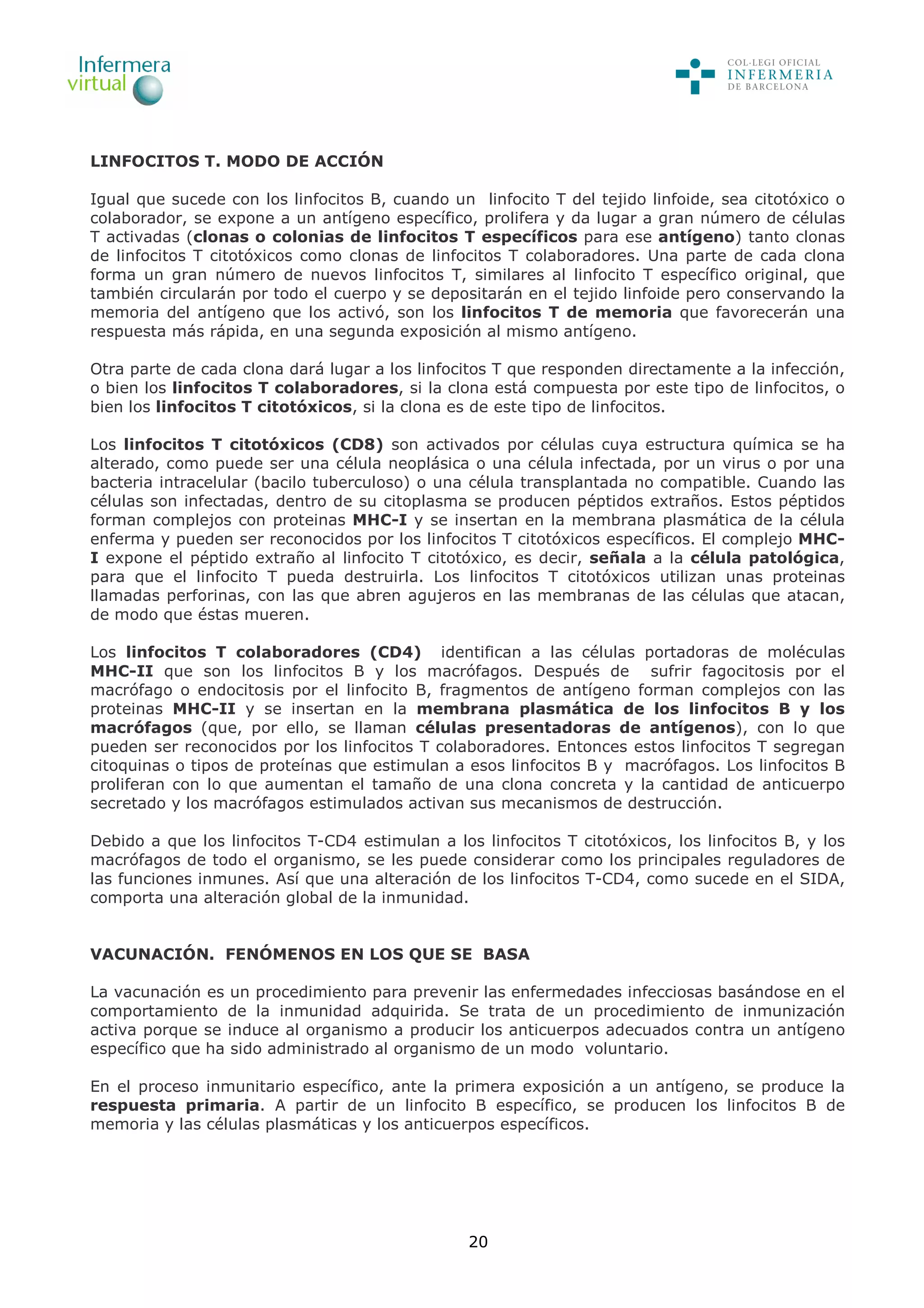 20
LINFOCITOS T. MODO DE ACCIÓN
Igual que sucede con los linfocitos B, cuando un linfocito T del tejido linfoide, sea citotóxico o
colaborador, se expone a un antígeno específico, prolifera y da lugar a gran número de células
T activadas (clonas o colonias de linfocitos T específicos para ese antígeno) tanto clonas
de linfocitos T citotóxicos como clonas de linfocitos T colaboradores. Una parte de cada clona
forma un gran número de nuevos linfocitos T, similares al linfocito T específico original, que
también circularán por todo el cuerpo y se depositarán en el tejido linfoide pero conservando la
memoria del antígeno que los activó, son los linfocitos T de memoria que favorecerán una
respuesta más rápida, en una segunda exposición al mismo antígeno.
Otra parte de cada clona dará lugar a los linfocitos T que responden directamente a la infección,
o bien los linfocitos T colaboradores, si la clona está compuesta por este tipo de linfocitos, o
bien los linfocitos T citotóxicos, si la clona es de este tipo de linfocitos.
Los linfocitos T citotóxicos (CD8) son activados por células cuya estructura química se ha
alterado, como puede ser una célula neoplásica o una célula infectada, por un virus o por una
bacteria intracelular (bacilo tuberculoso) o una célula transplantada no compatible. Cuando las
células son infectadas, dentro de su citoplasma se producen péptidos extraños. Estos péptidos
forman complejos con proteinas MHC-I y se insertan en la membrana plasmática de la célula
enferma y pueden ser reconocidos por los linfocitos T citotóxicos específicos. El complejo MHC-
I expone el péptido extraño al linfocito T citotóxico, es decir, señala a la célula patológica,
para que el linfocito T pueda destruirla. Los linfocitos T citotóxicos utilizan unas proteinas
llamadas perforinas, con las que abren agujeros en las membranas de las células que atacan,
de modo que éstas mueren.
Los linfocitos T colaboradores (CD4) identifican a las células portadoras de moléculas
MHC-II que son los linfocitos B y los macrófagos. Después de sufrir fagocitosis por el
macrófago o endocitosis por el linfocito B, fragmentos de antígeno forman complejos con las
proteinas MHC-II y se insertan en la membrana plasmática de los linfocitos B y los
macrófagos (que, por ello, se llaman células presentadoras de antígenos), con lo que
pueden ser reconocidos por los linfocitos T colaboradores. Entonces estos linfocitos T segregan
citoquinas o tipos de proteínas que estimulan a esos linfocitos B y macrófagos. Los linfocitos B
proliferan con lo que aumentan el tamaño de una clona concreta y la cantidad de anticuerpo
secretado y los macrófagos estimulados activan sus mecanismos de destrucción.
Debido a que los linfocitos T-CD4 estimulan a los linfocitos T citotóxicos, los linfocitos B, y los
macrófagos de todo el organismo, se les puede considerar como los principales reguladores de
las funciones inmunes. Así que una alteración de los linfocitos T-CD4, como sucede en el SIDA,
comporta una alteración global de la inmunidad.
VACUNACIÓN. FENÓMENOS EN LOS QUE SE BASA
La vacunación es un procedimiento para prevenir las enfermedades infecciosas basándose en el
comportamiento de la inmunidad adquirida. Se trata de un procedimiento de inmunización
activa porque se induce al organismo a producir los anticuerpos adecuados contra un antígeno
específico que ha sido administrado al organismo de un modo voluntario.
En el proceso inmunitario específico, ante la primera exposición a un antígeno, se produce la
respuesta primaria. A partir de un linfocito B específico, se producen los linfocitos B de
memoria y las células plasmáticas y los anticuerpos específicos.
 