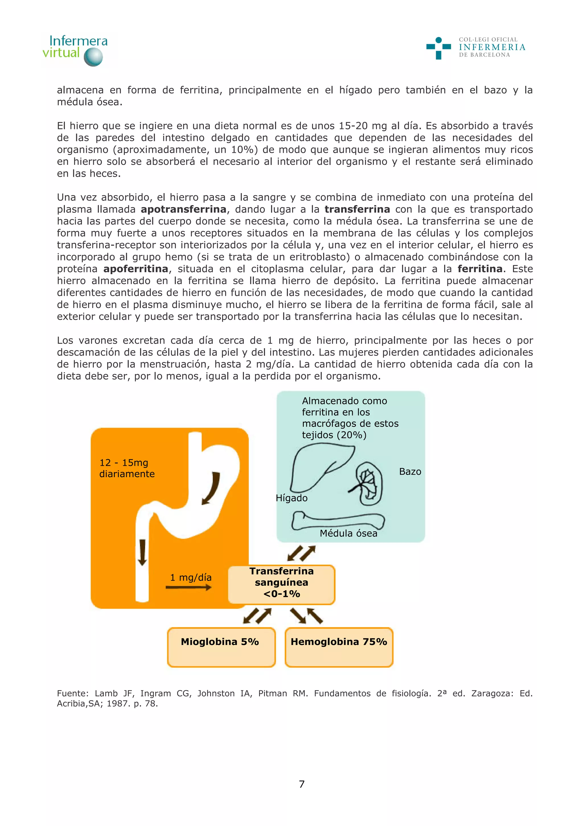 7
almacena en forma de ferritina, principalmente en el hígado pero también en el bazo y la
médula ósea.
El hierro que se ingiere en una dieta normal es de unos 15-20 mg al día. Es absorbido a través
de las paredes del intestino delgado en cantidades que dependen de las necesidades del
organismo (aproximadamente, un 10%) de modo que aunque se ingieran alimentos muy ricos
en hierro solo se absorberá el necesario al interior del organismo y el restante será eliminado
en las heces.
Una vez absorbido, el hierro pasa a la sangre y se combina de inmediato con una proteína del
plasma llamada apotransferrina, dando lugar a la transferrina con la que es transportado
hacia las partes del cuerpo donde se necesita, como la médula ósea. La transferrina se une de
forma muy fuerte a unos receptores situados en la membrana de las células y los complejos
transferina-receptor son interiorizados por la célula y, una vez en el interior celular, el hierro es
incorporado al grupo hemo (si se trata de un eritroblasto) o almacenado combinándose con la
proteína apoferritina, situada en el citoplasma celular, para dar lugar a la ferritina. Este
hierro almacenado en la ferritina se llama hierro de depósito. La ferritina puede almacenar
diferentes cantidades de hierro en función de las necesidades, de modo que cuando la cantidad
de hierro en el plasma disminuye mucho, el hierro se libera de la ferritina de forma fácil, sale al
exterior celular y puede ser transportado por la transferrina hacia las células que lo necesitan.
Los varones excretan cada día cerca de 1 mg de hierro, principalmente por las heces o por
descamación de las células de la piel y del intestino. Las mujeres pierden cantidades adicionales
de hierro por la menstruación, hasta 2 mg/día. La cantidad de hierro obtenida cada día con la
dieta debe ser, por lo menos, igual a la perdida por el organismo.
Fuente: Lamb JF, Ingram CG, Johnston IA, Pitman RM. Fundamentos de fisiología. 2ª ed. Zaragoza: Ed.
Acribia,SA; 1987. p. 78.
12 - 15mg
diariamente
1 mg/día
Almacenado como
ferritina en los
macrófagos de estos
tejidos (20%)
Bazo
Médula ósea
Hígado
Transferrina
sanguínea
<0-1%
Hemoglobina 75%Mioglobina 5%
 