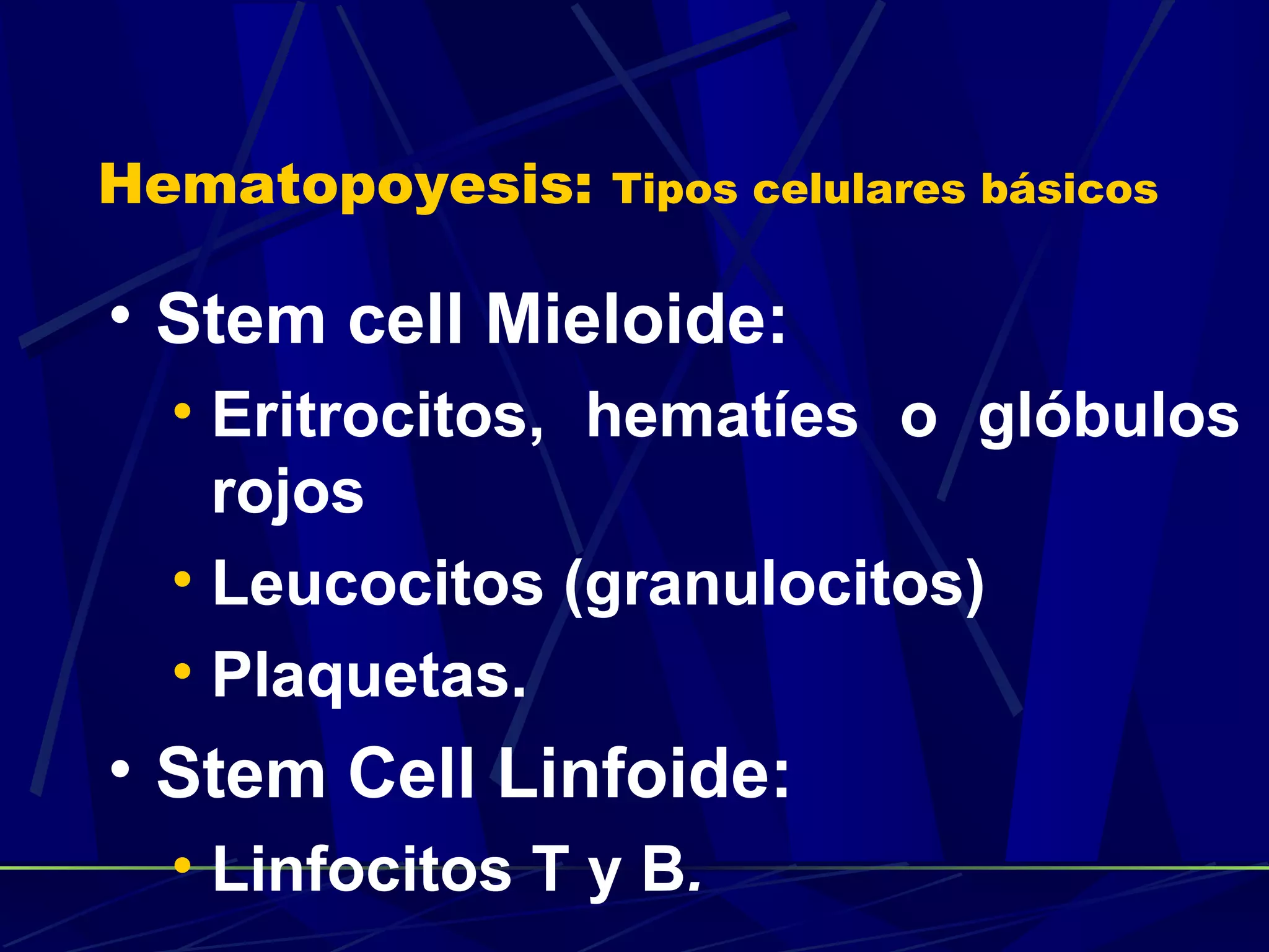 Hematopoyesis:   Tipos celulares básicos


• Stem cell Mieloide:
  • Eritrocitos, hematíes o glóbulos
    rojos
  • Leucocitos (granulocitos)
  • Plaquetas.
• Stem Cell Linfoide:
  • Linfocitos T y B.
 