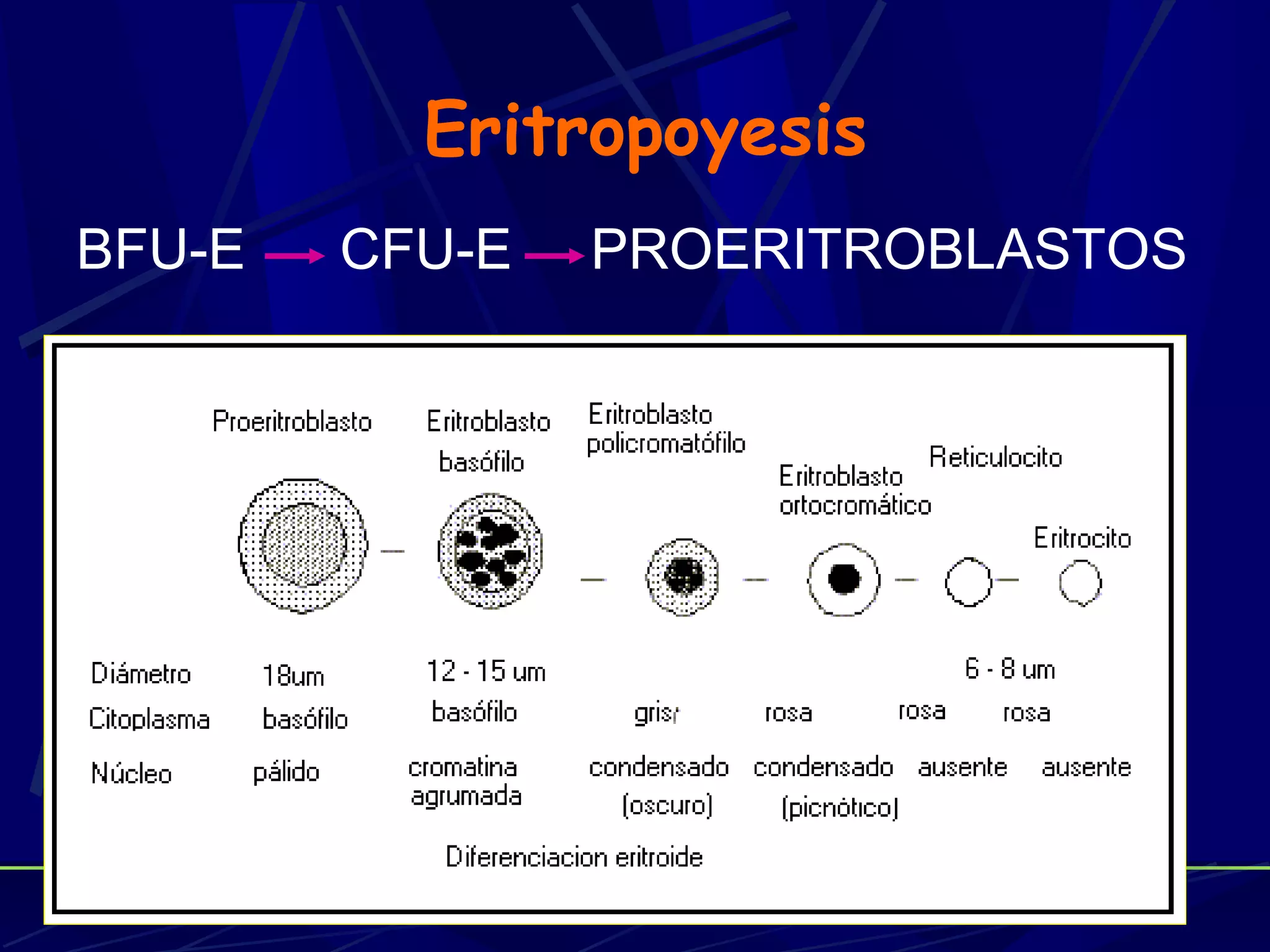 Eritropoyesis
BFU-E   CFU-E   PROERITROBLASTOS
 