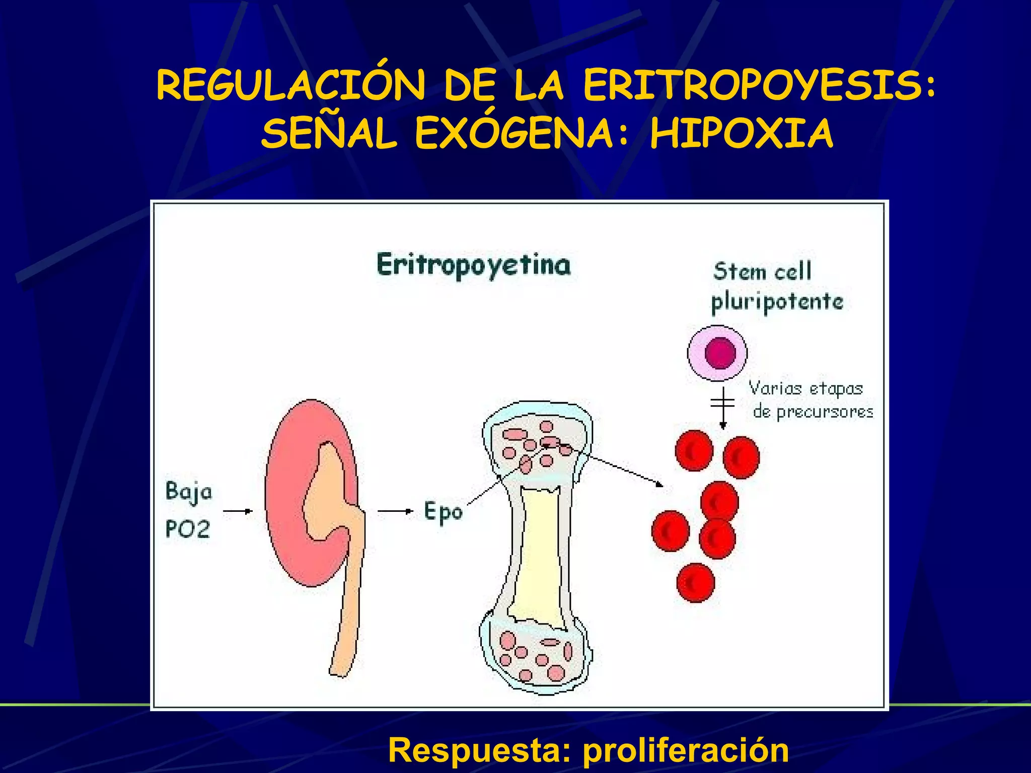 REGULACIÓN DE LA ERITROPOYESIS:
    SEÑAL EXÓGENA: HIPOXIA




         Respuesta: proliferación
 