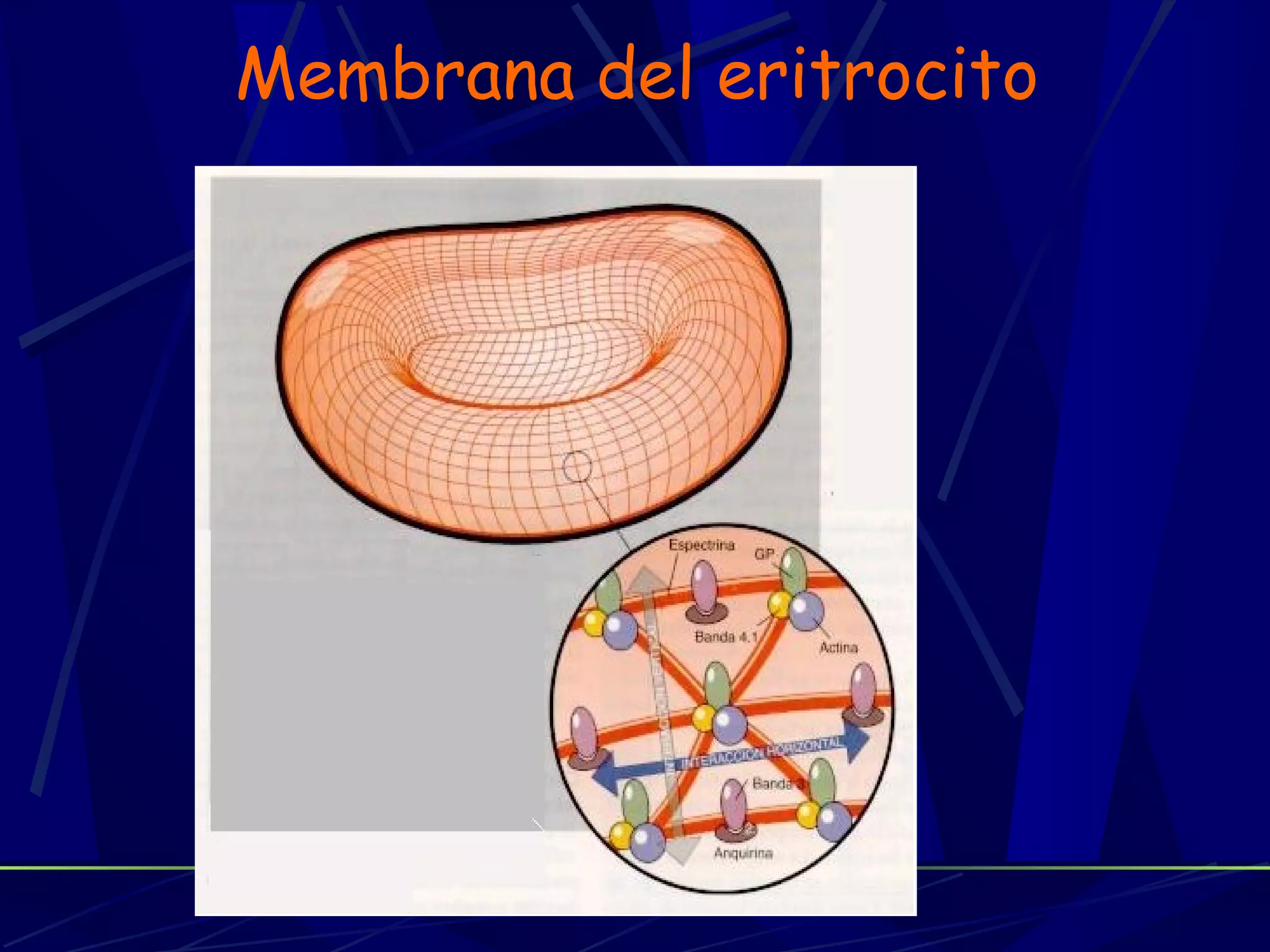 Membrana del eritrocito
 