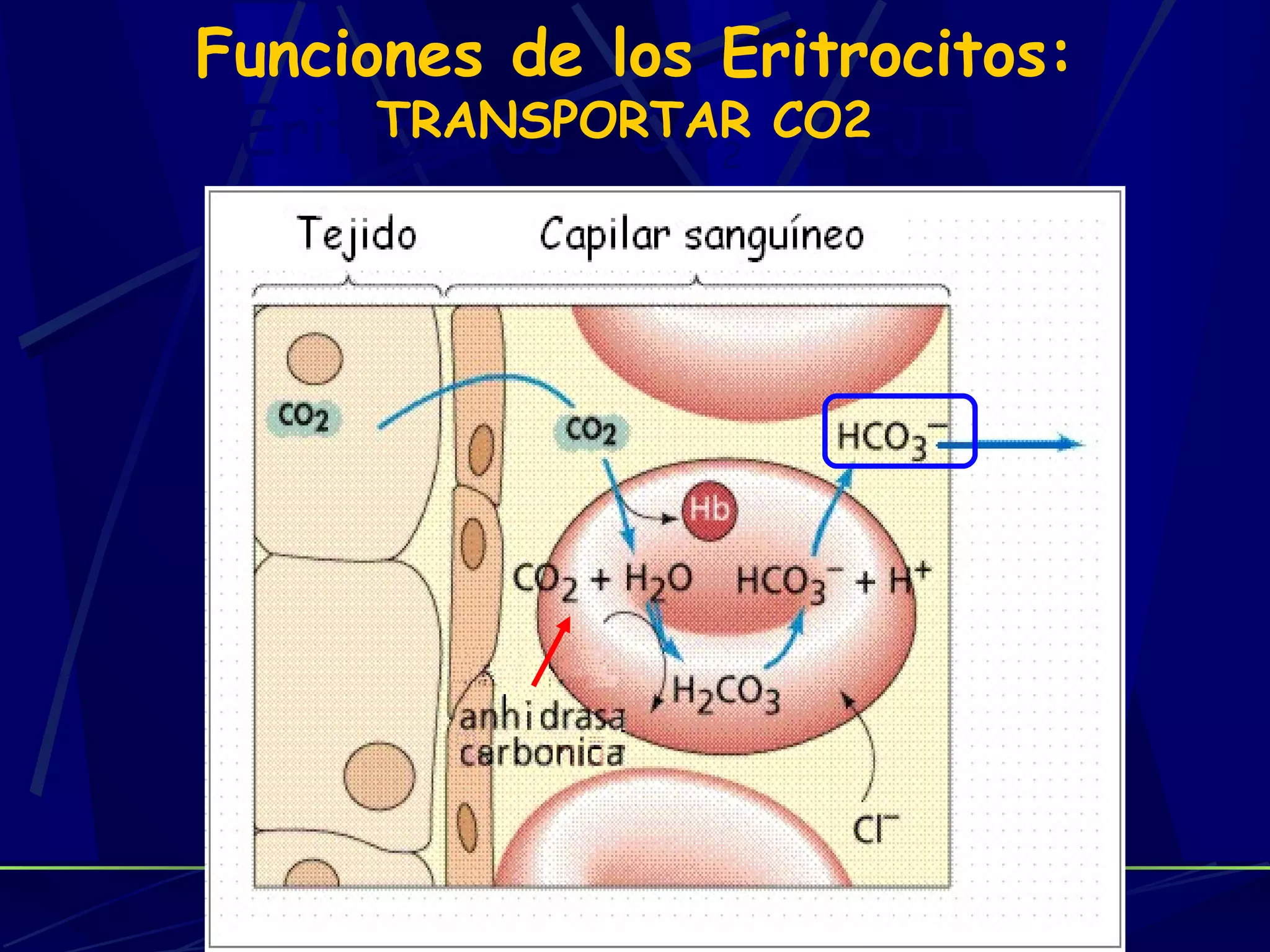 Funciones de los Eritrocitos:
 Eritrocitos – CO2 CO2
      TRANSPORTAR TEJIDO
 