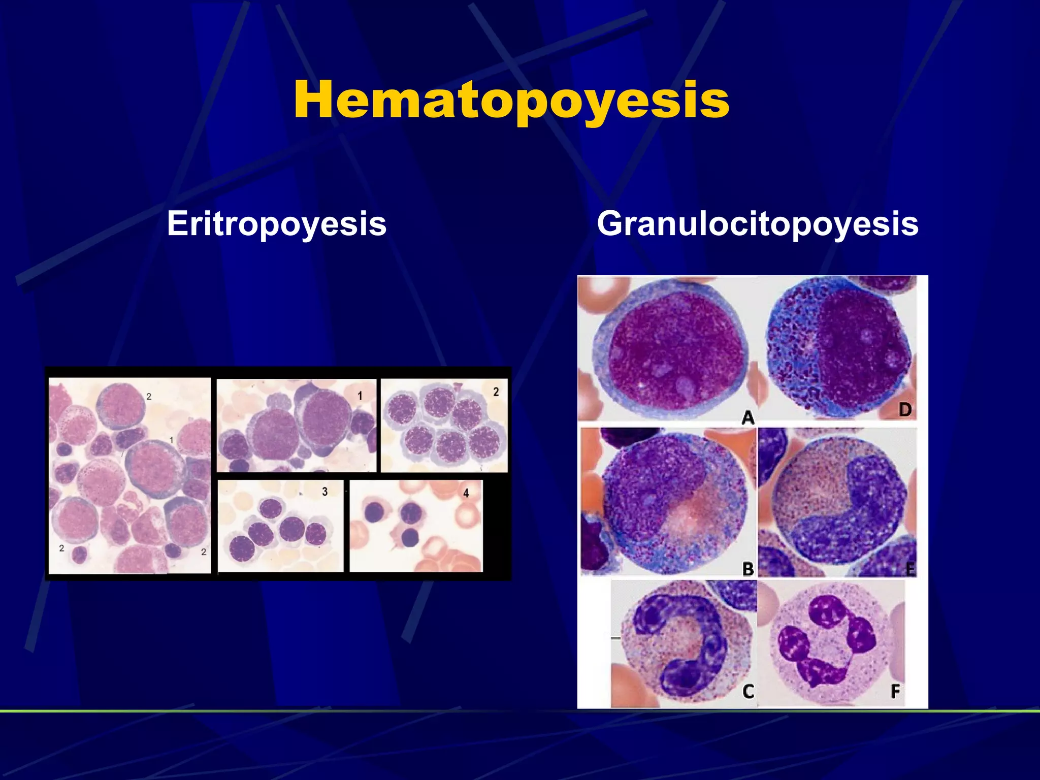 Hematopoyesis

Eritropoyesis   Granulocitopoyesis
 