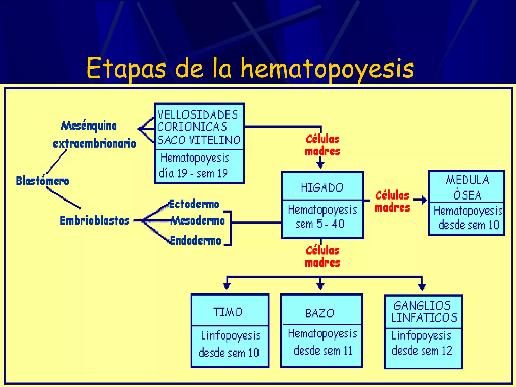 Etapas de la hematopoyesis
 