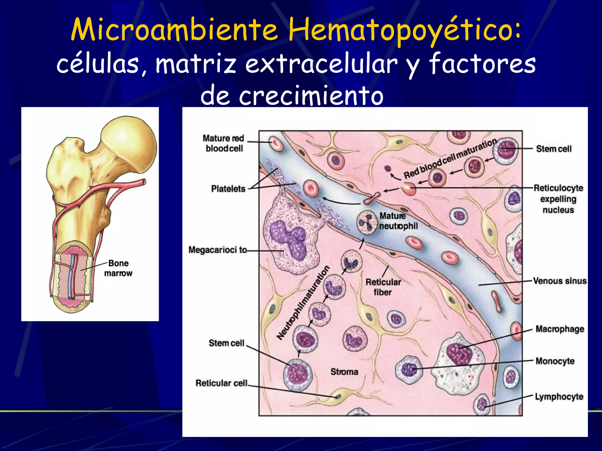 Microambiente Hematopoyético:
células, matriz extracelular y factores
            de crecimiento
 