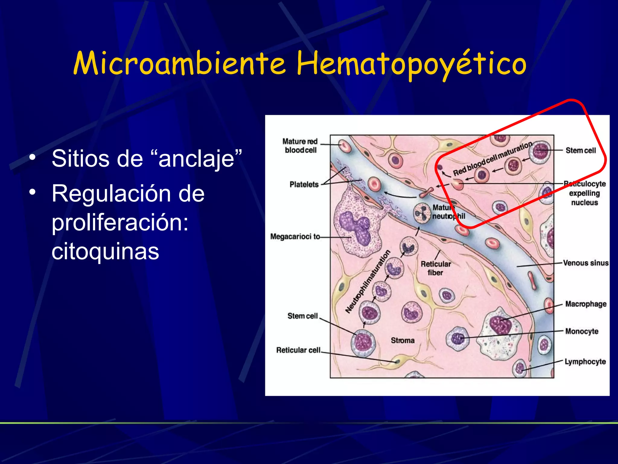 Microambiente Hematopoyético

• Sitios de “anclaje”
• Regulación de
  proliferación:
  citoquinas
 